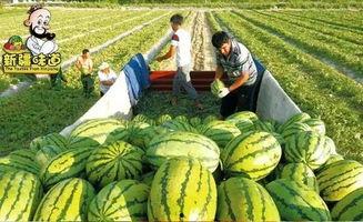 叶叶吃瓜合集,揭秘娱乐圈幕后故事