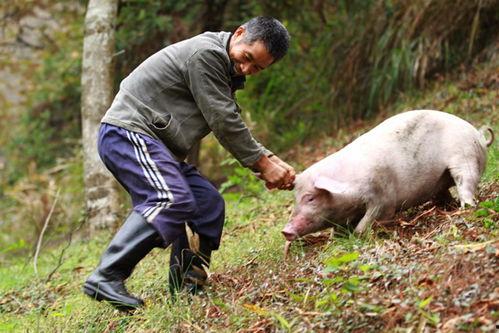 老猪八吃瓜,揭秘娱乐圈那些不为人知的幕后故事