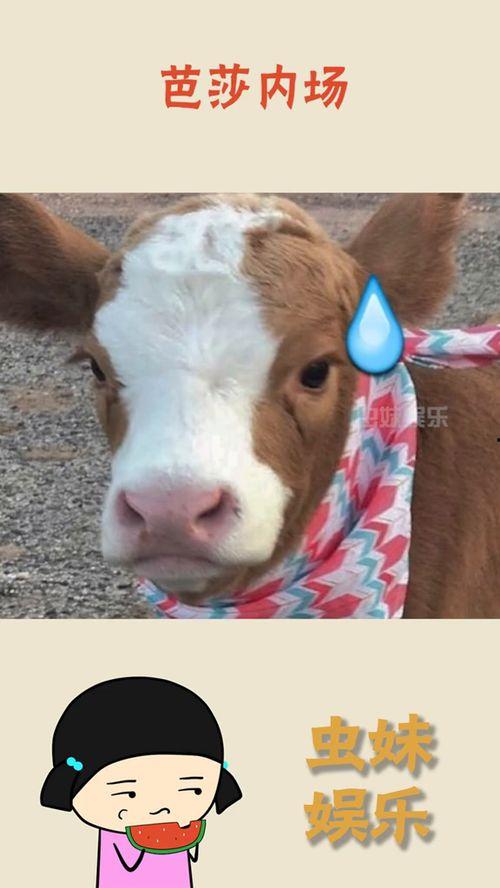 吃瓜抖音大哥,揭秘网络红人的幕后故事