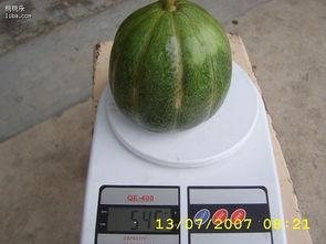 票票瓜怎么吃,解锁美味新体验