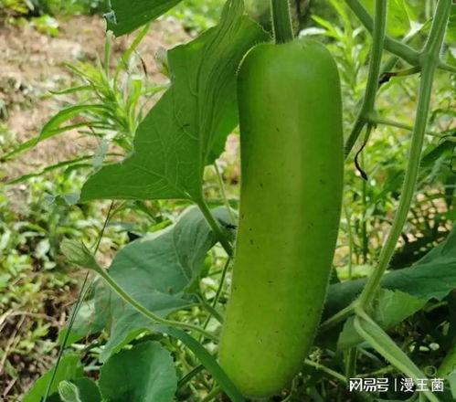 瓠子瓜怎样做菜吃