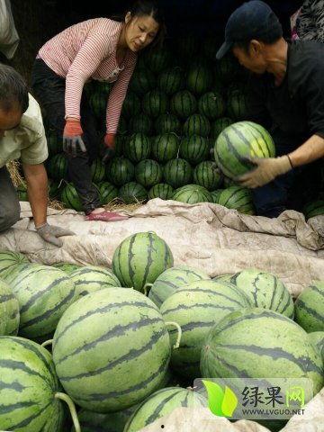 禹城最新吃瓜事件,揭秘网络热议背后的真相