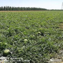 任丘最新吃瓜事件,揭秘网络热议背后的真相
