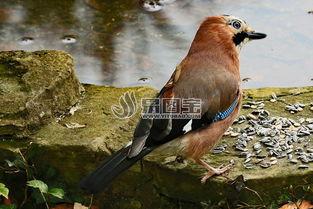 鸟儿吃瓜图片大全,鸟儿吃瓜图片大全里的自然和谐