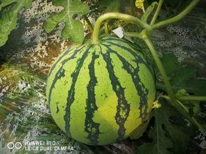 吃瓜群众种植大瓜视频