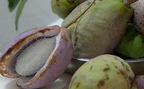 月子可以吃八月瓜吗,八月瓜的营养与益处