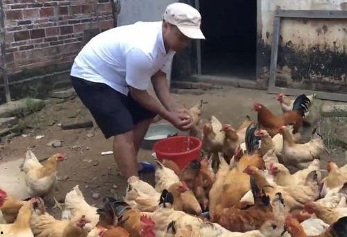 方瓜能喂鸡吃吗,鸡的天然美食探索