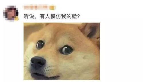 牛狗头吃瓜视频,一场跨界美食盛宴的视觉盛宴