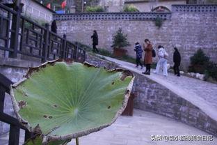 渡口村吃瓜,瓜田里的欢乐时光