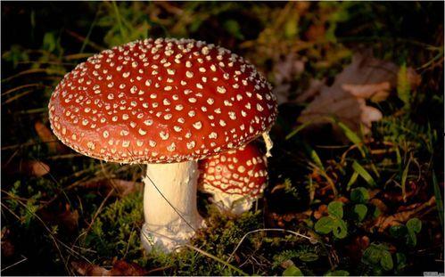 蘑菇点点吃瓜,揭秘网络热点的幕后故事