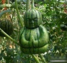 网络吃瓜集合,揭秘热门事件背后的真相与笑料