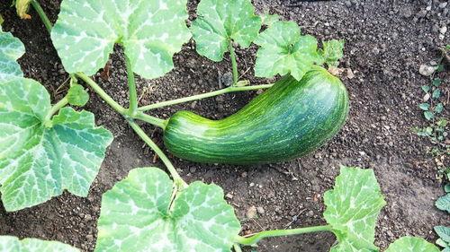 吃瓠瓜会恶心吗,揭秘为何有人吃后恶心