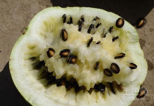 怀孕可以吃籽瓜吗,籽瓜——孕妇的天然营养佳品