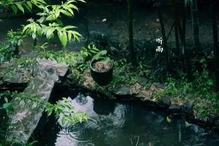 坐着听雨站着吃瓜