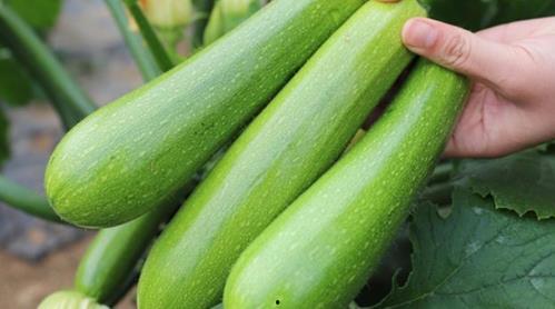 51吃瓜怎么没了,揭秘神秘消失背后的真相