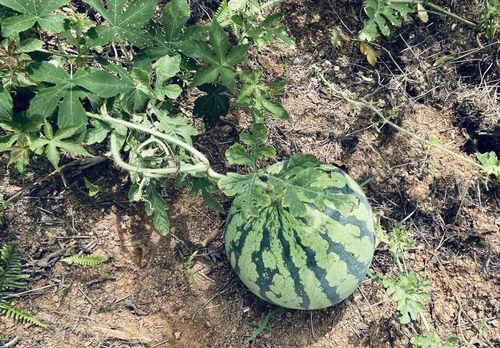 单独吃瓜,揭秘单独吃瓜的奇妙体验