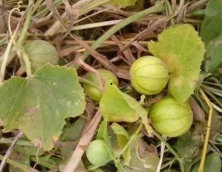 马泡瓜怎么吃最好,解锁美味新方式