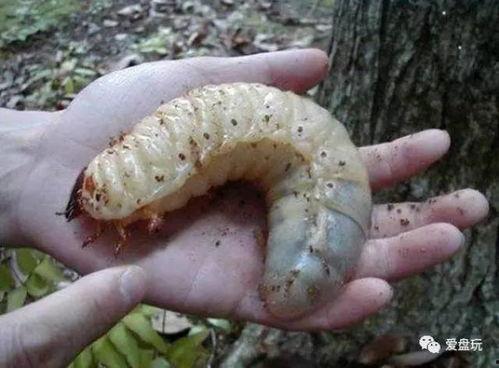 美女吃瓜发现虫子,瞬间引发网友热议