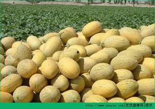 吃蛋可以吃哈密瓜吗,探索蛋与哈密瓜的奇妙搭配