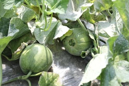 夏天吃的都是瓜,尽享清凉美味