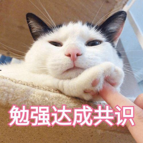 吃瓜喵表情包,网络时代的趣味社交符号